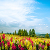 Carpet of Flowers