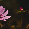秋桜