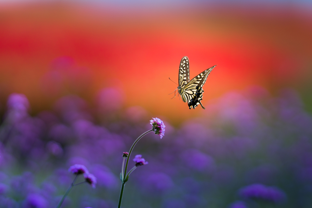 Papilio Machaon