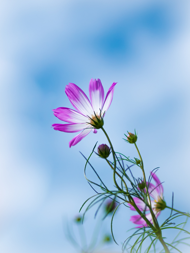 Gradation