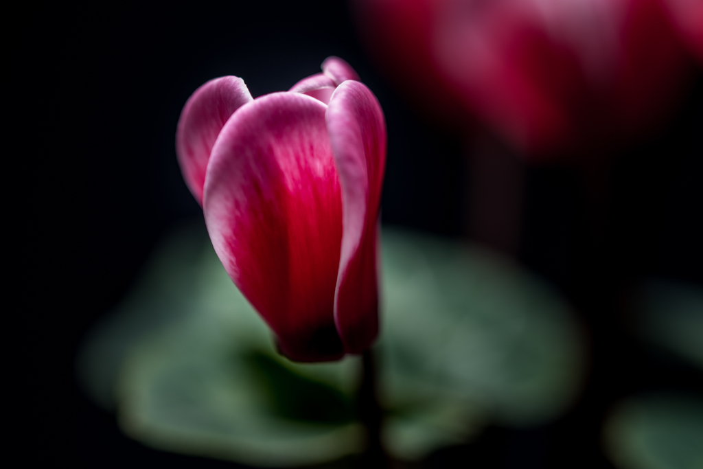 Fragrance of the cyclamen