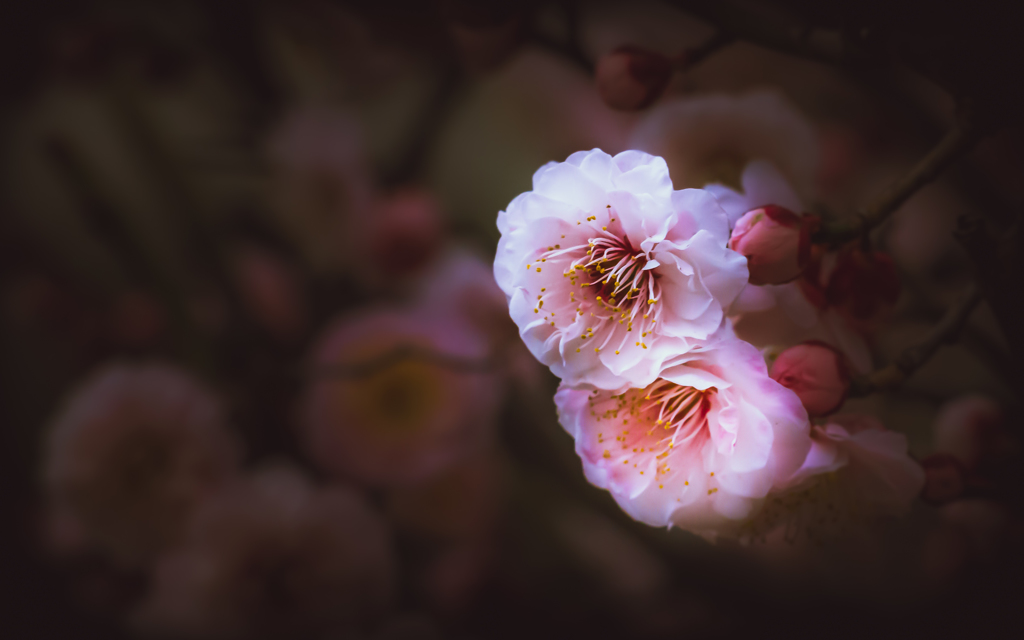 plum