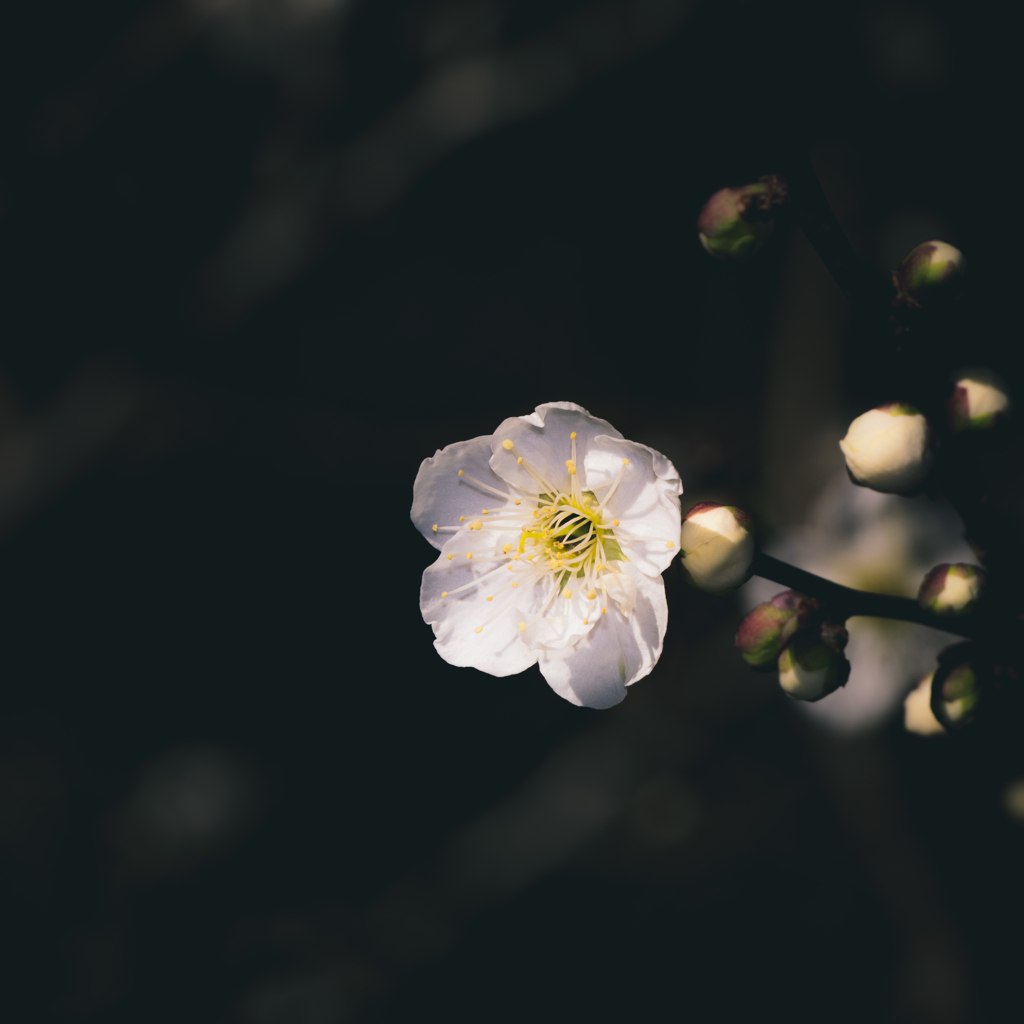 Premonition of spring