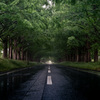 Tree-lined street