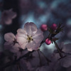 Somei Yoshino Cherry