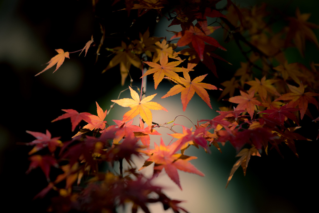 autumn wind