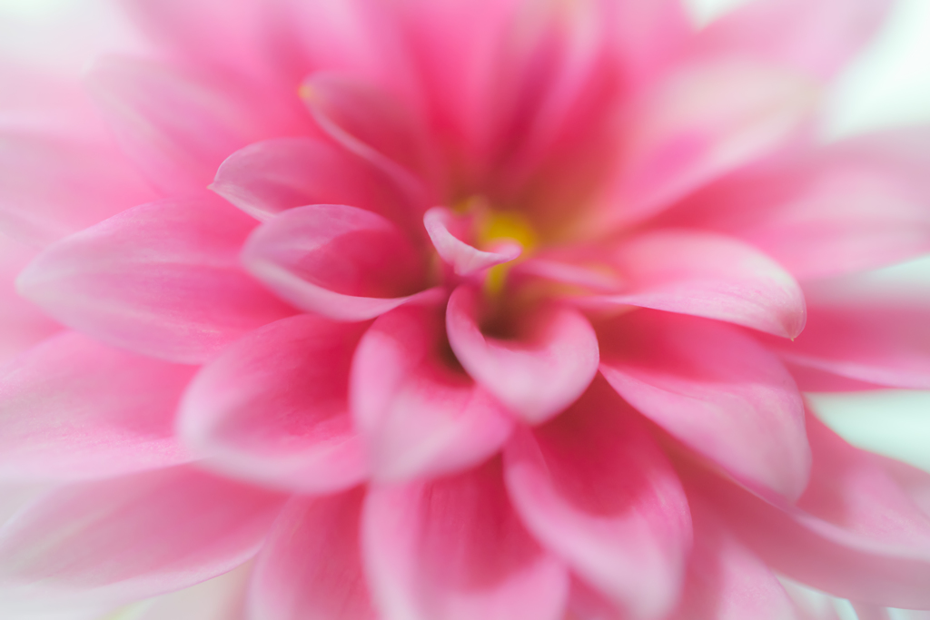 Sigh in pink