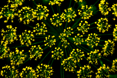 Sparkler
