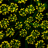 Sparkler