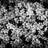 azalea