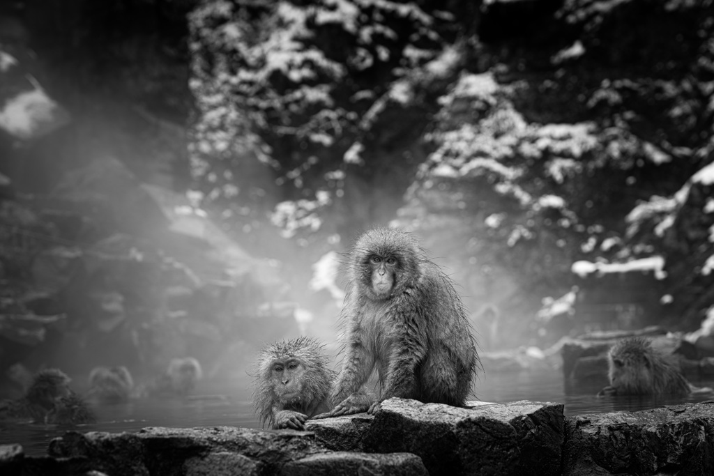 Jigokudani Yaen-koen 