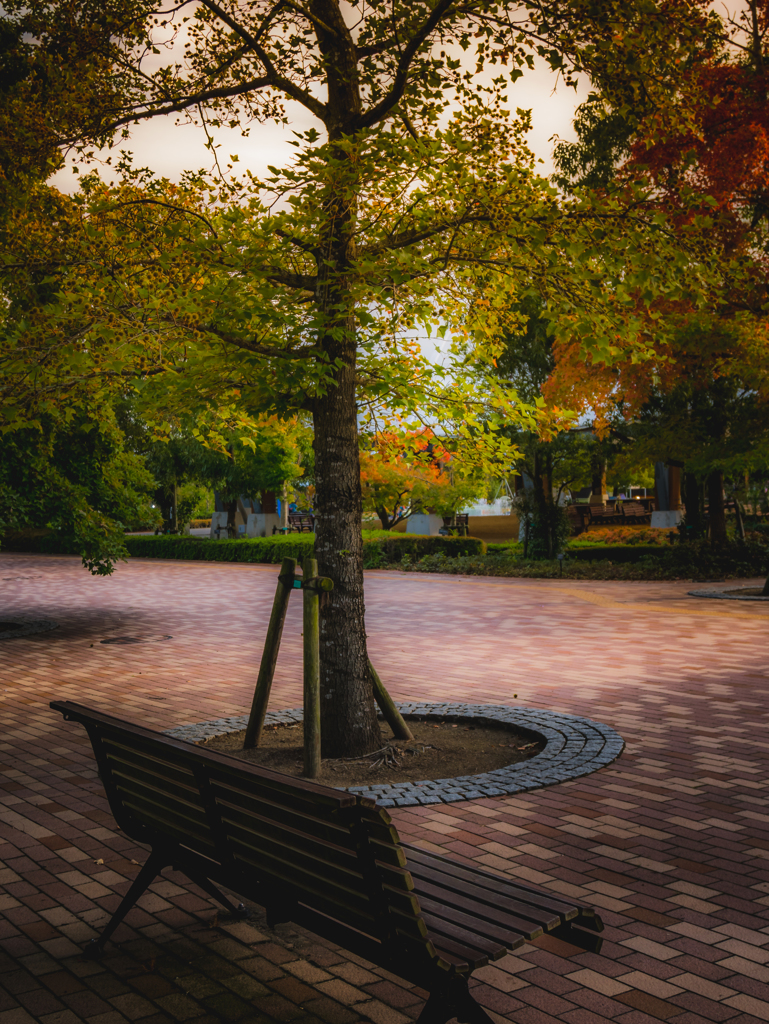 Shade of tree