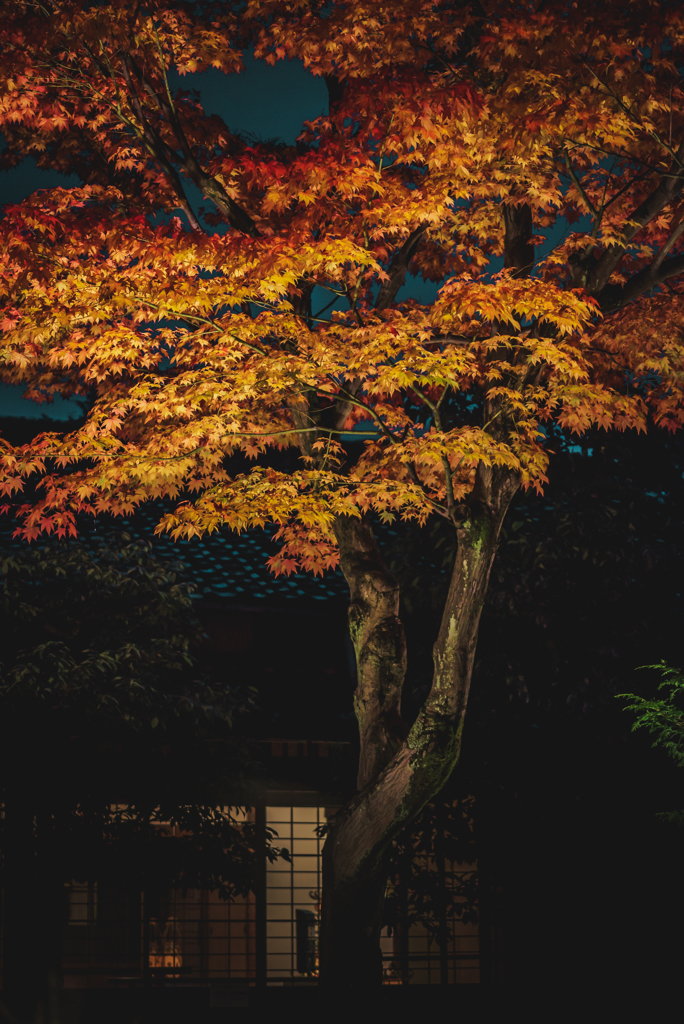 夜のもみじ