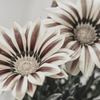 Noble flower