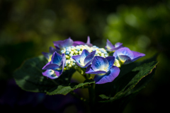 lacecap hydrangeas