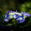 lacecap hydrangeas