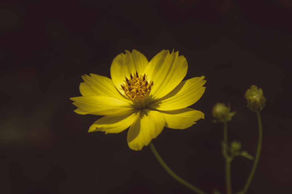 Golden Cosmos