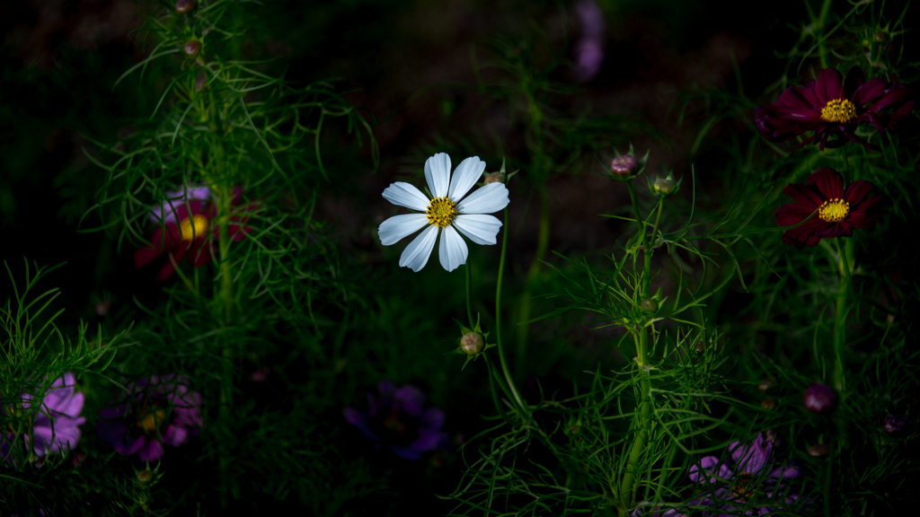 White cosmos