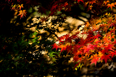fiery autumn color