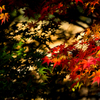 fiery autumn color