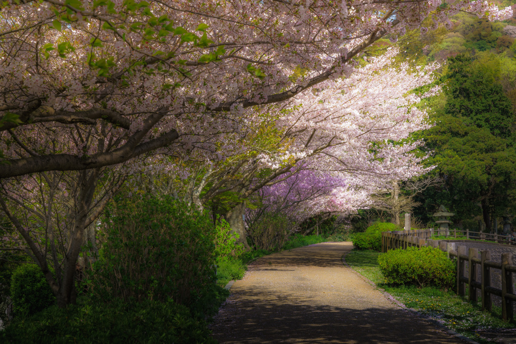 Row of cherry blossom trees