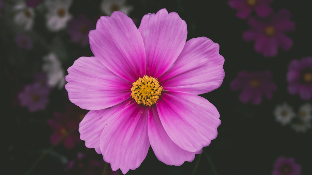 Pink cosmos