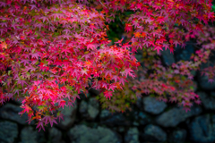 Colored leaves