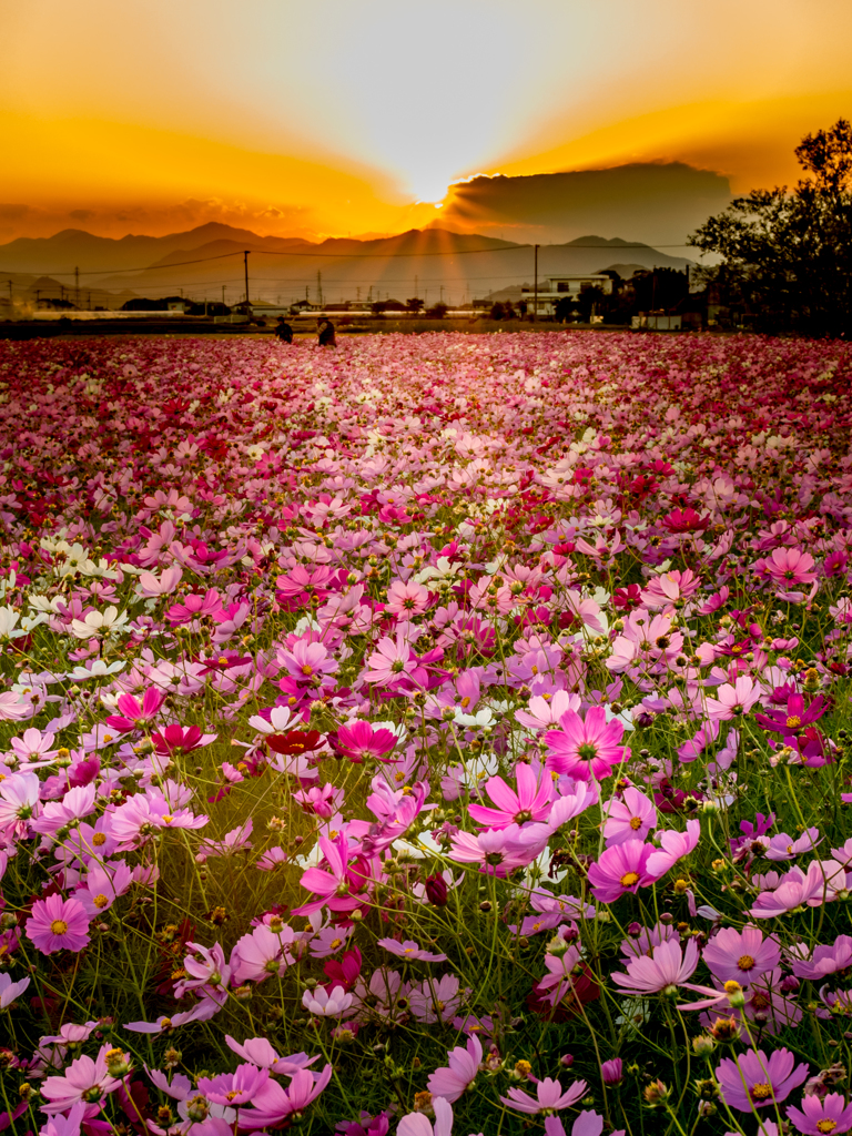 Sunset flowers
