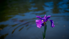 Iris ensata