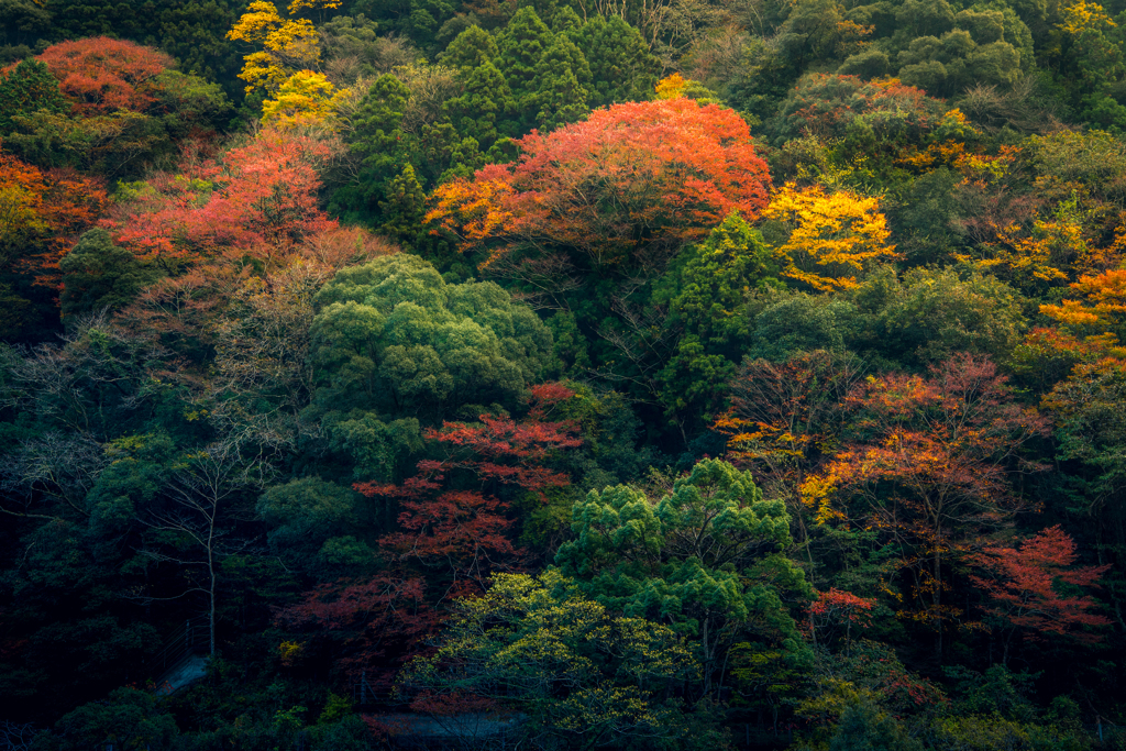 Autumn coloers