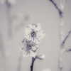 white Japanese apricot