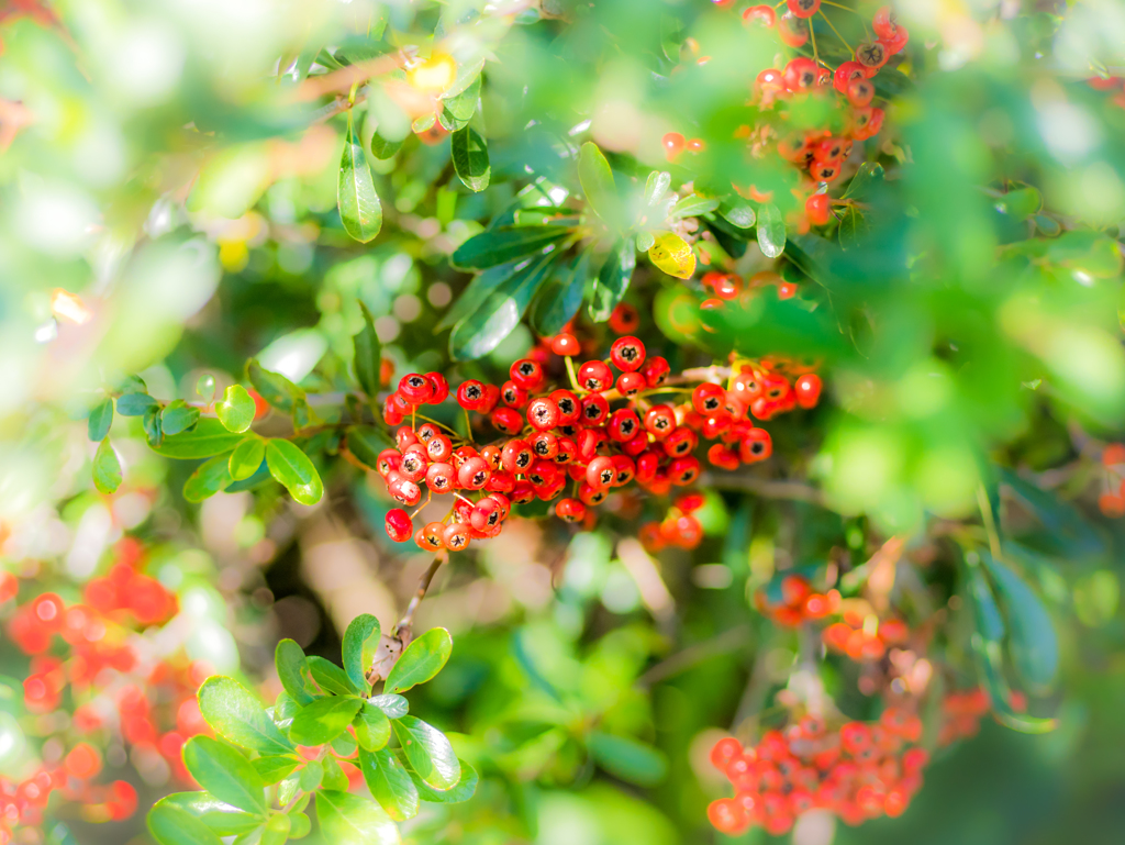 Pyracantha