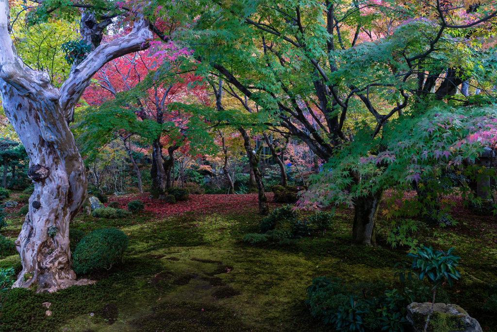 ENKOUJI TEMPLE