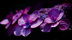 Forehead hydrangea