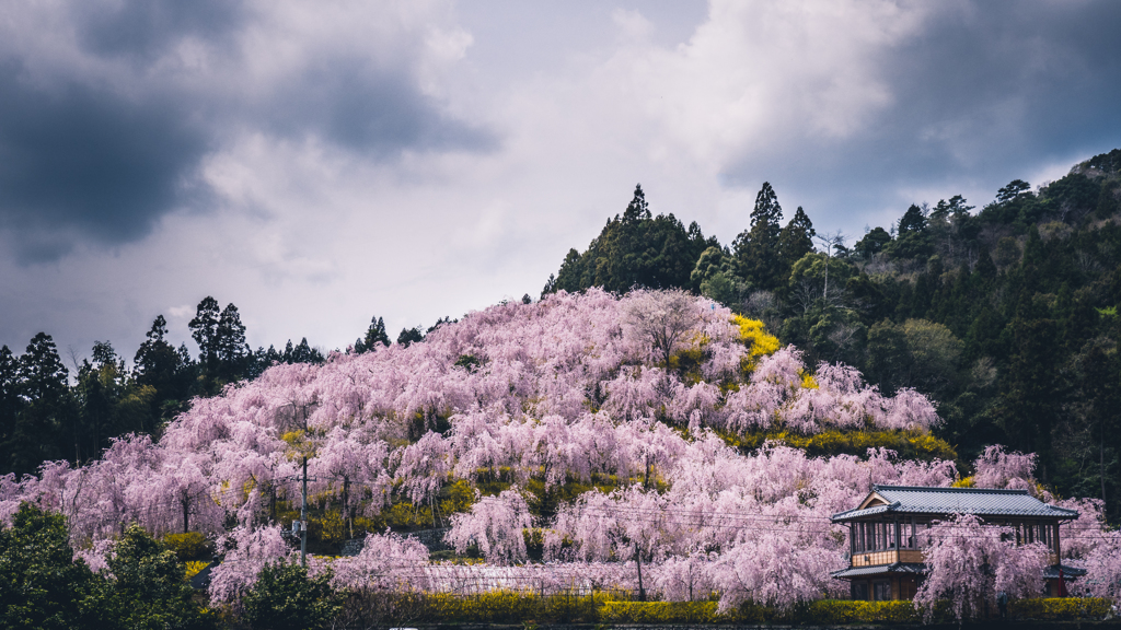 weeping cherry