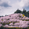 weeping cherry