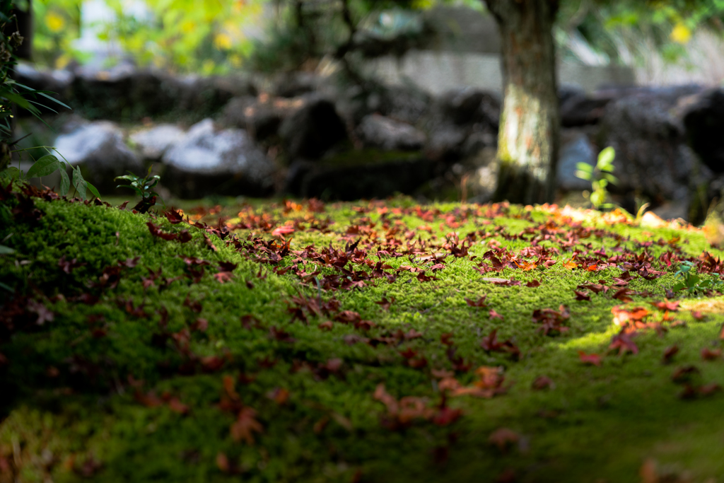 passing autumn