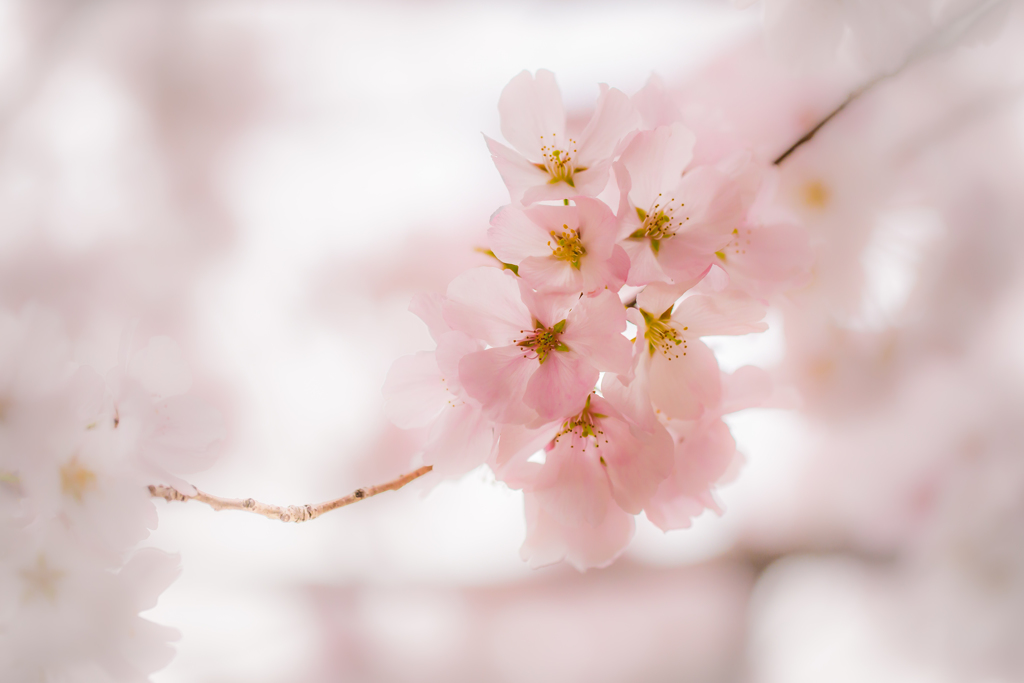 to blush