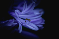 Agapanthus