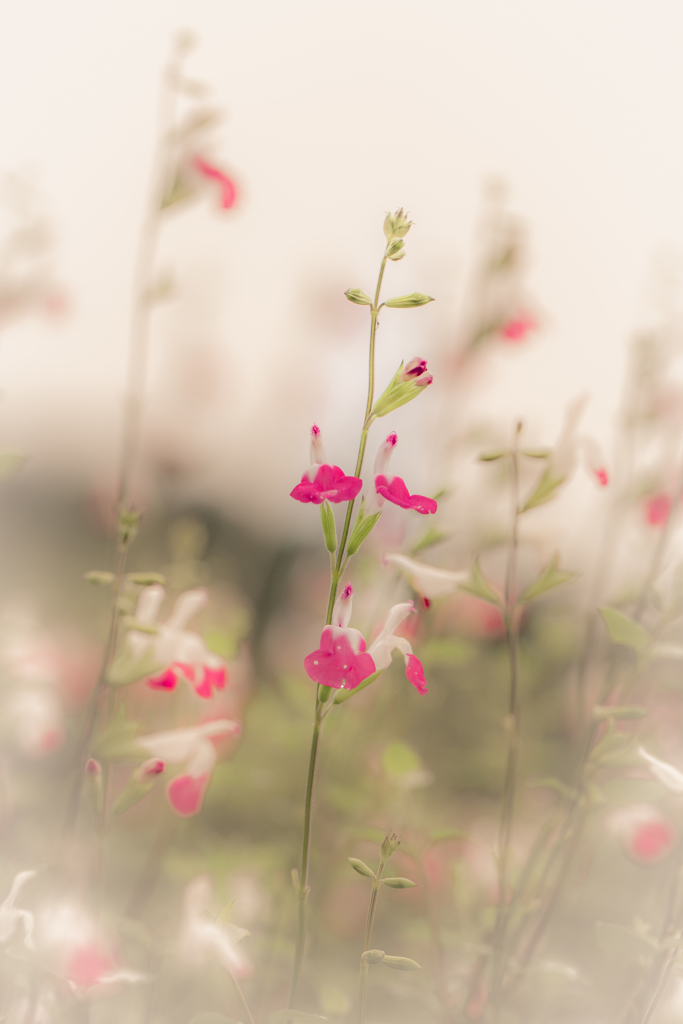 Cute flower