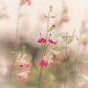 Cute flower