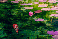 Nameless Pond