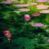 Nameless Pond