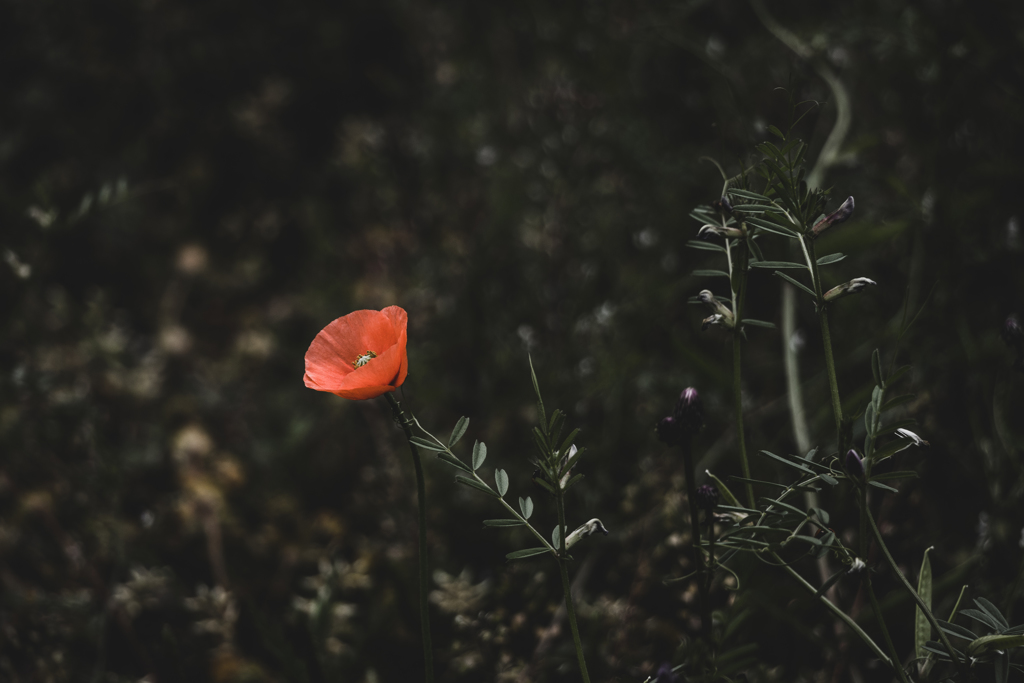 Poppy