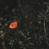 Poppy