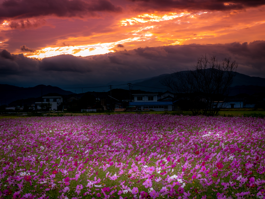 Cosmos field of sunset