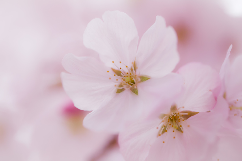 Spring has come!