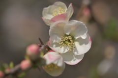 木瓜　
