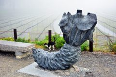 安曇野の山葵田　　猫がいたので・・・