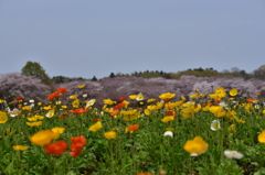 春の昭和記念公園